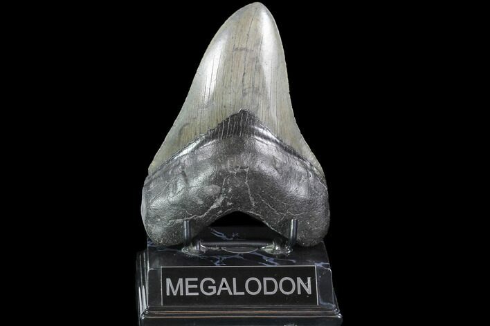 Robust, Fossil Megalodon Tooth - Georgia #90787
